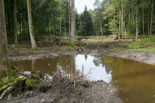 Weiher Meggerwald Obchilerwald