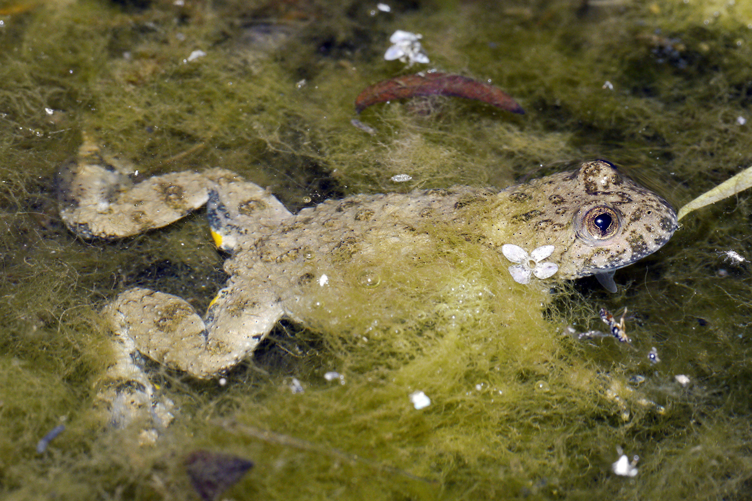 Die sehr seltene Gelbbauchunke findet in den Weihern neuen Lebensraum. (Bild: Thomas Röösli)