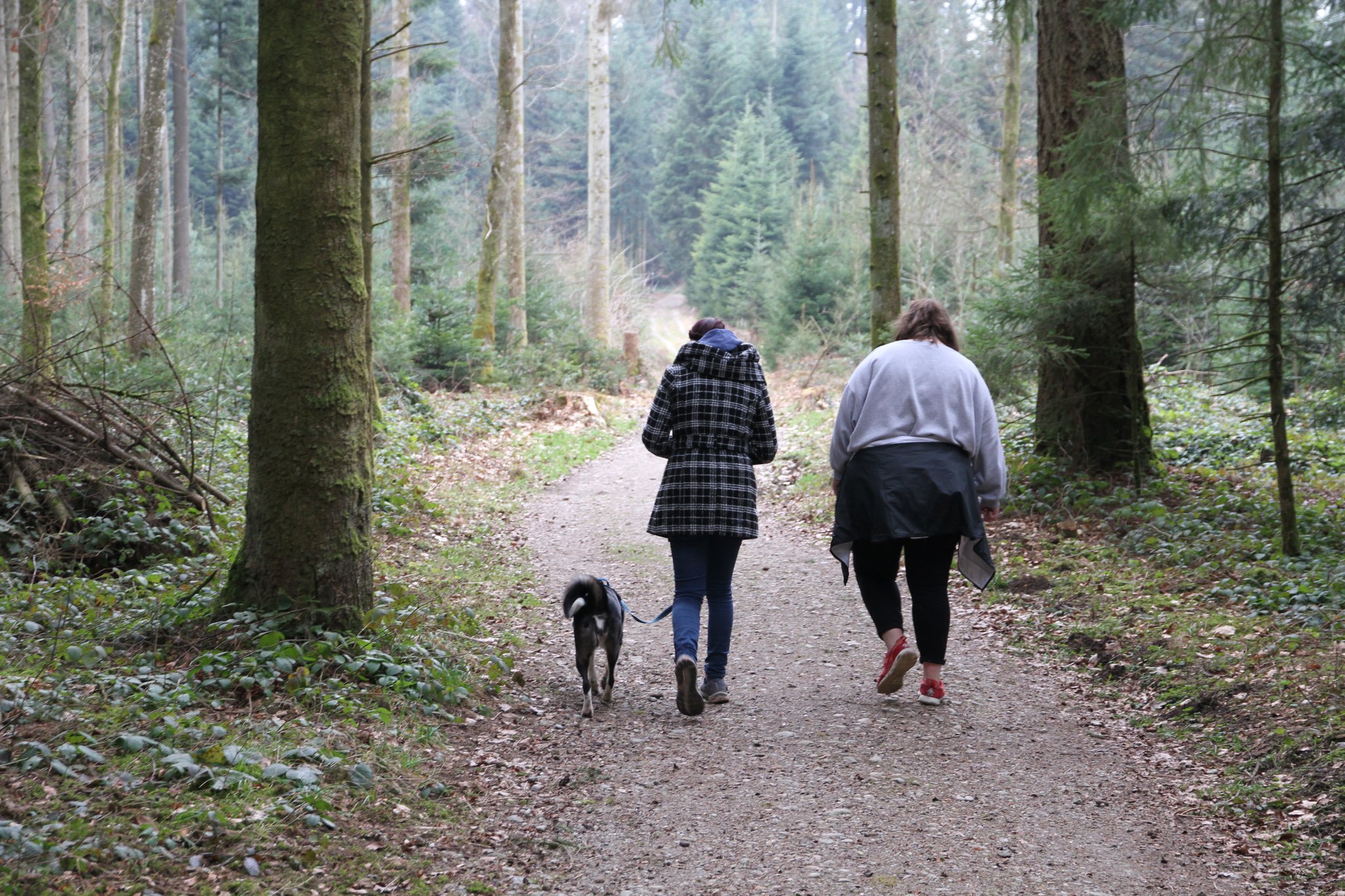 Hunde dürfen in Wäldern, an Waldrändern, an Seeufern, entlang von Ufergehölzen und Hecken sowie zur Nachtzeit nicht unbeaufsichtigt gelassen werden.